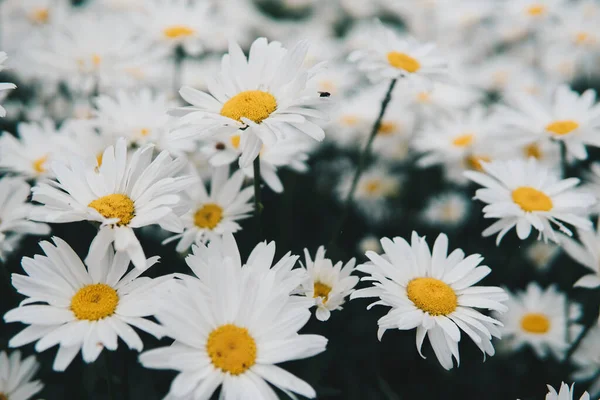 Detail Van Leptinella Squalida Groeien Een Tuin Tijdens Het Zomerseizoen — Stockfoto