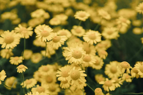 Nyári Szezonban Kertben Termesztett Asteraceae Compositae Részletei — Stock Fotó