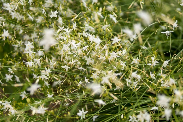 夏の季節に庭で栽培されているAnthericum Ramosumの詳細 — ストック写真