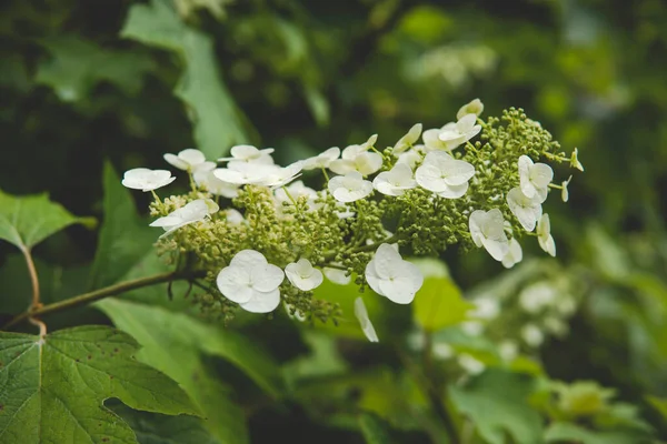 Detail Van Hortensia Quercifolia Groeien Een Tuin Tijdens Het Zomerseizoen — Stockfoto