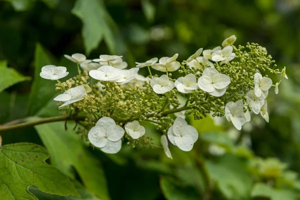 Dettaglio Ortensia Quercifolia Che Cresce Giardino Durante Stagione Estiva — Foto Stock