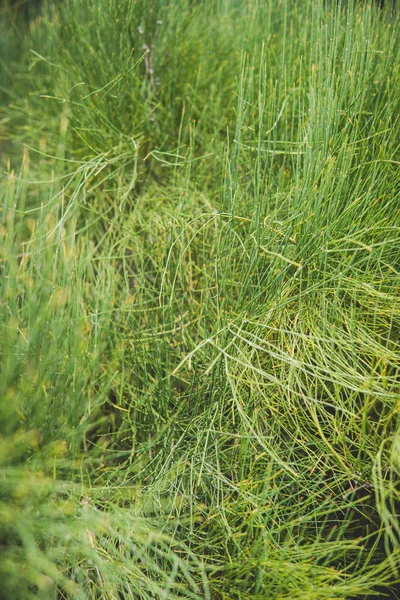 Dettaglio Dell Efedra Chilensis Che Cresce Giardino Durante Stagione Estiva — Foto Stock