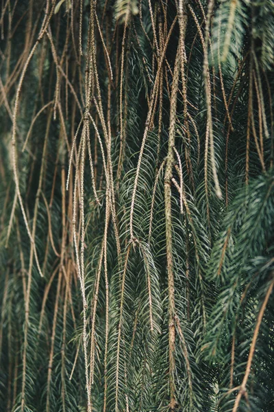 Detail Needles Spruce Growing Garden Summer Season — Stock Photo, Image