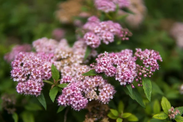 Detail Van Kleine Roze Bloemen Groeien Een Tuin Tijdens Het — Stockfoto