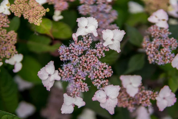 Detail Van Hortensia Macrophylla Groeien Een Tuin Tijdens Het Zomerseizoen — Stockfoto