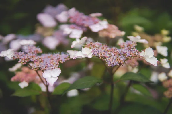 Detail Van Hortensia Macrophylla Groeien Een Tuin Tijdens Het Zomerseizoen — Stockfoto