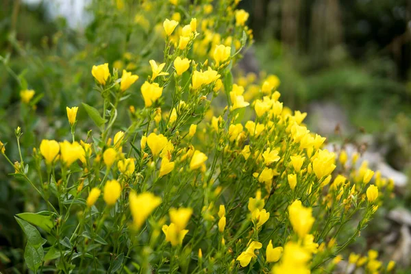 Detalle Pequeñas Flores Amarillas Que Crecen Jardín Durante Temporada Verano —  Fotos de Stock