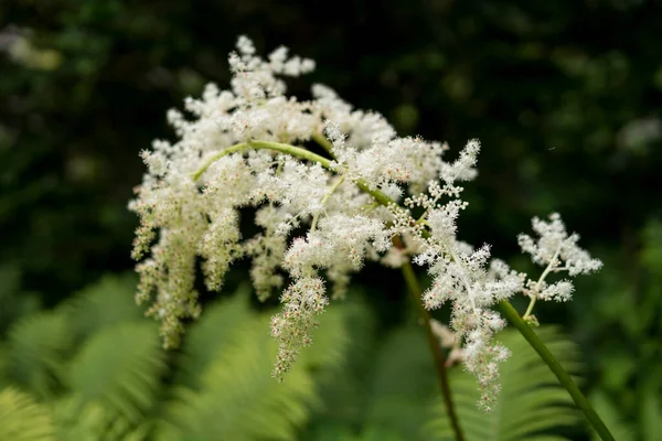 Detail Van Kleine Witte Bloemen Groeien Een Tuin Tijdens Het — Stockfoto