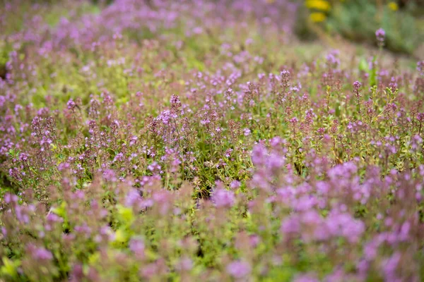 Nyári Szezonban Kertben Termesztett Thymus Serpyllum Részletei — Stock Fotó