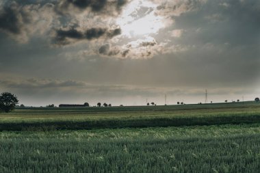 Yeşil buğdayla kaplı, bulutların arasından parlayan bir tarlanın manzarası.