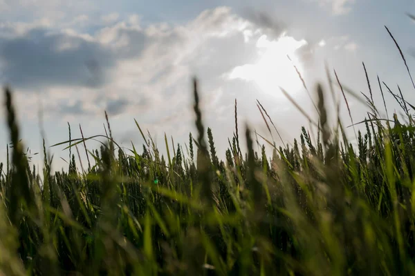 Detail Pěstování Zelené Pšenice Poli Během Letního Období — Stock fotografie