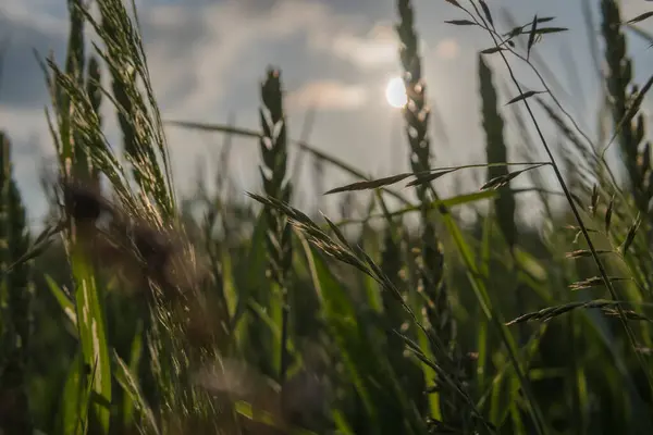 Подробности Выращивания Зеленой Пшеницы Поле Сезон Раннего Лета — стоковое фото