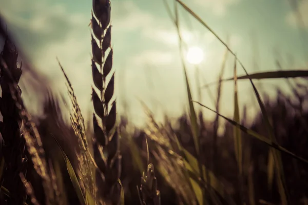 Detail Van Teelt Van Groene Tarwe Het Veld Het Begin — Stockfoto