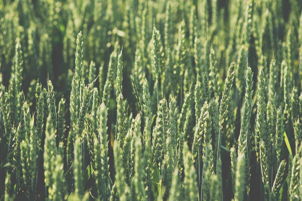 Detail Van Teelt Van Groene Tarwe Het Veld Het Begin — Stockfoto