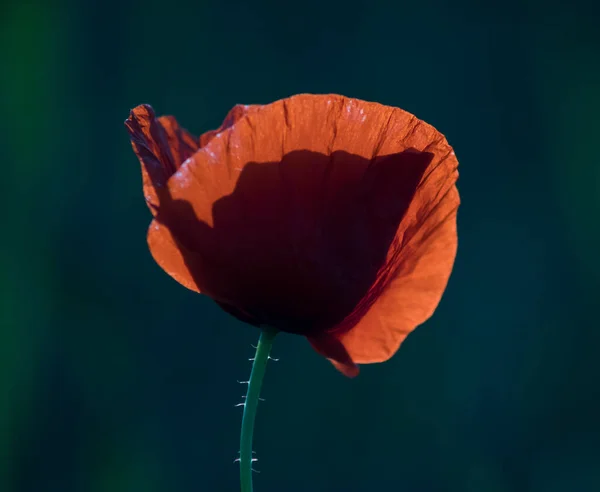 Détail Une Mauvaise Herbe Rouge Poussant Dans Champ — Photo