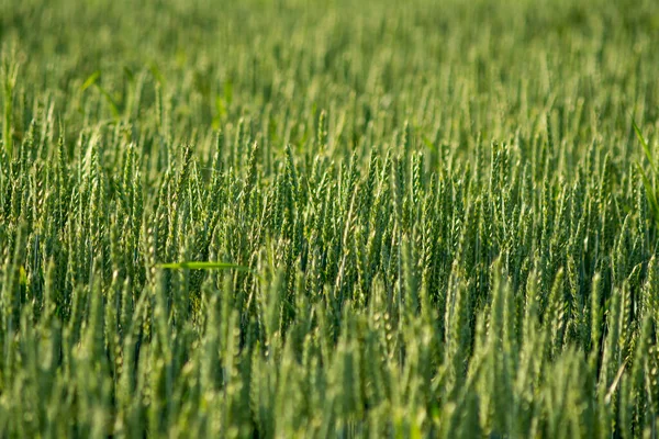 Yaz Mevsiminin Başlarında Tarlada Yetişen Yeşil Buğdayın Ayrıntıları — Stok fotoğraf