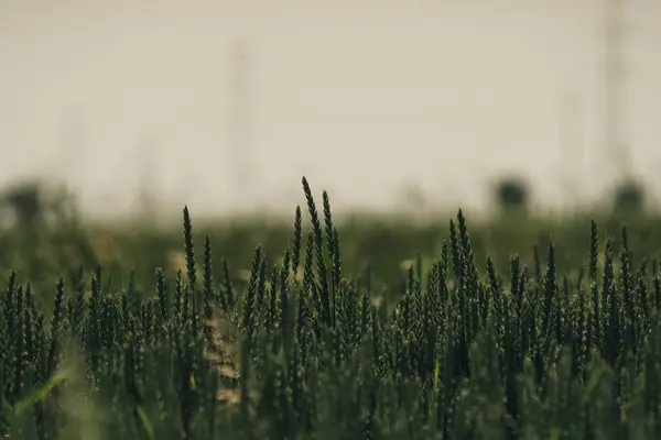 Detail Van Teelt Van Groene Tarwe Het Veld Het Begin — Stockfoto