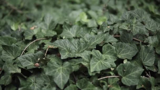 Detalj Hedera Helix Växer Trädgård Sommarsäsongen — Stockvideo