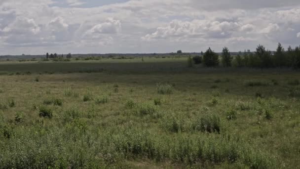 Paisaje Natural Con Pantano Cubierto Caña Región Polesie Polonia — Vídeo de stock