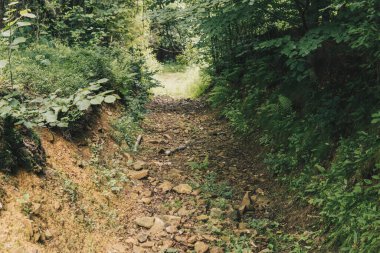 Tepe bölgesindeki bir ormanın içinde kayalık bir patika olan manzara.