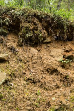 Görünür kaya parçalarıyla birlikte lithosol toprağının detayları