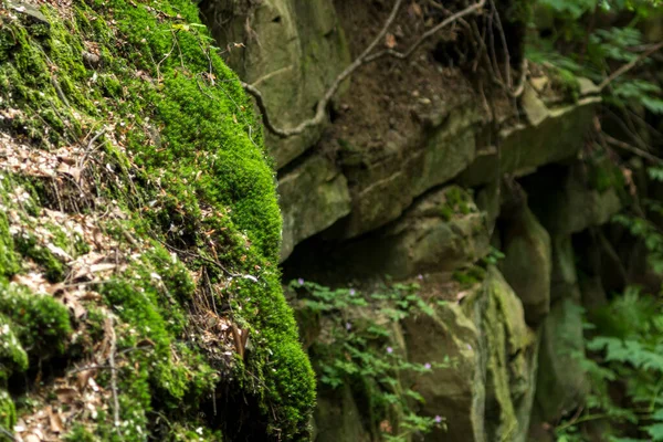 Détail Des Rochers Grès Recouverts Mousse Verte — Photo