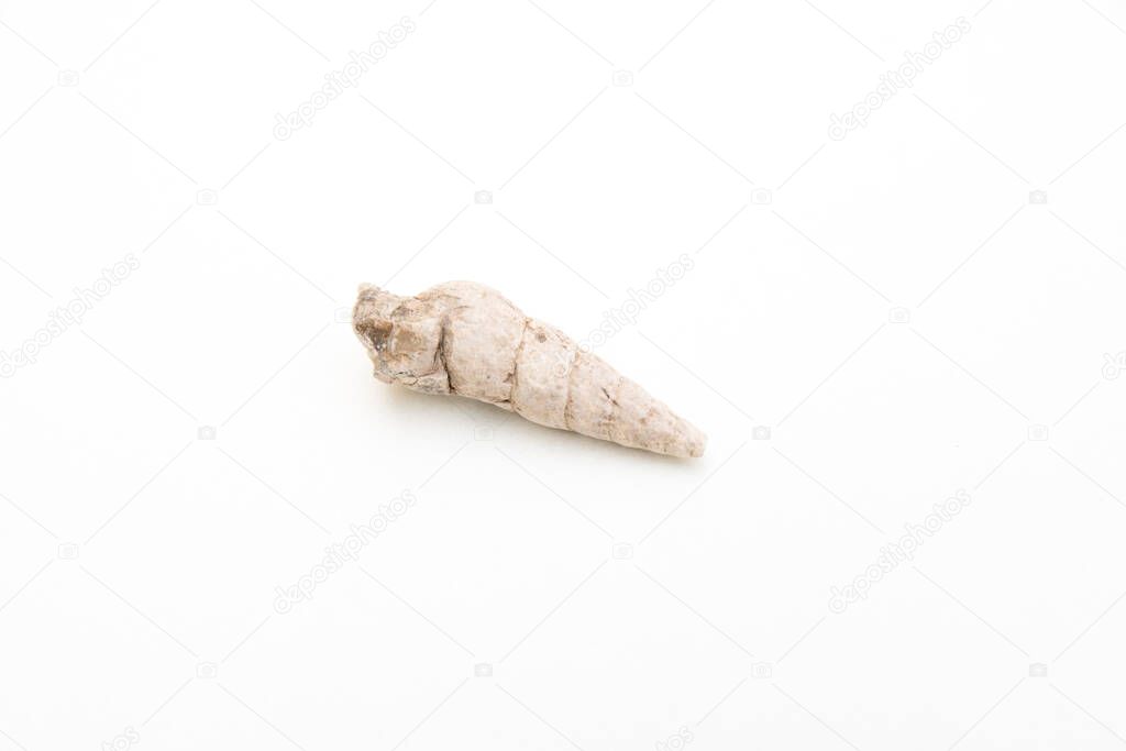 detail of mollusca gastropoda fossil isolated over white background