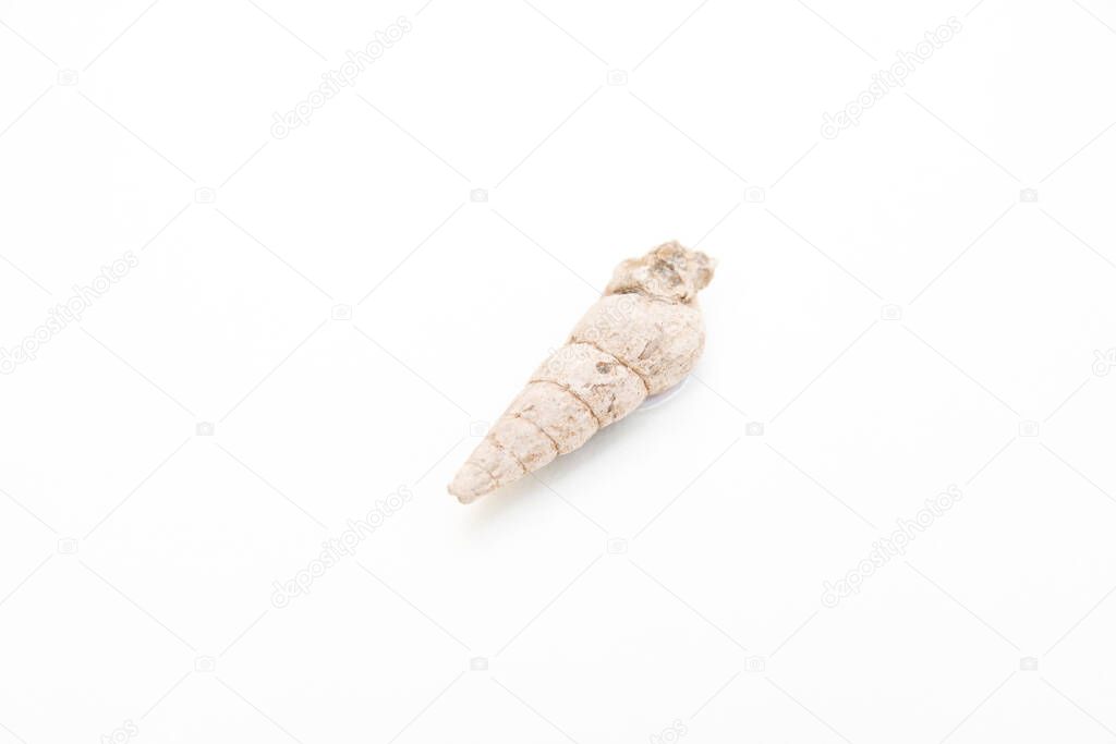 detail of mollusca gastropoda fossil isolated over white background
