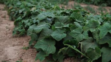 Yaz mevsiminde tarlada büyüyen salatalıkların ayrıntıları