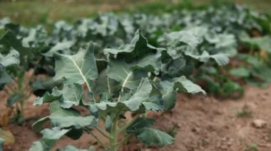 Tarlada yetişen karnıbaharın yakınında.