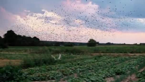 Hejno Černých Ptáků Letících Nad Poli Vesnicí — Stock video