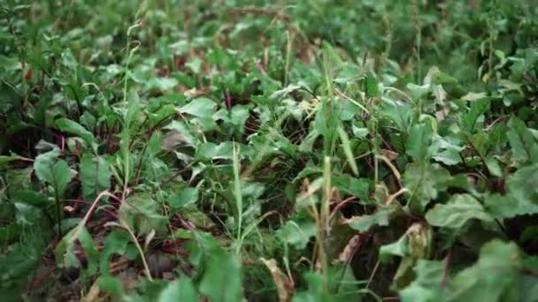 Detail Red Beetroot Growing Field Summer Season — Stock Video