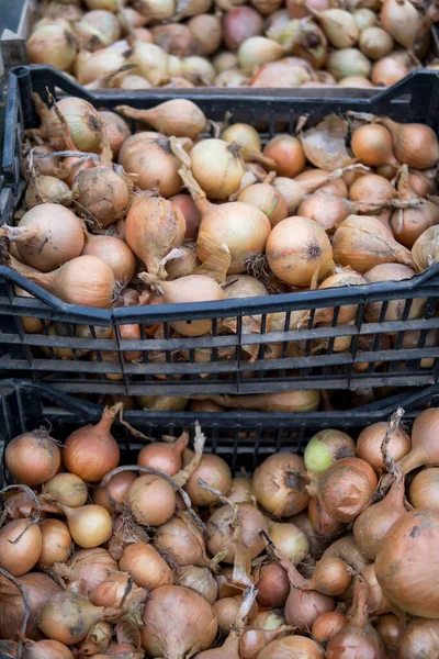 Detail Onions Black Boxes — Stock Photo, Image