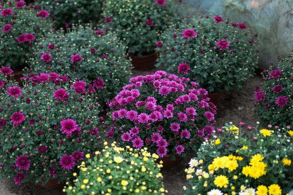 Beaucoup Minuscules Chrysanthes Colorées Poussant Intérieur Une Serre — Photo