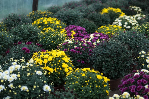 Beaucoup Minuscules Chrysanthes Colorées Poussant Intérieur Une Serre — Photo