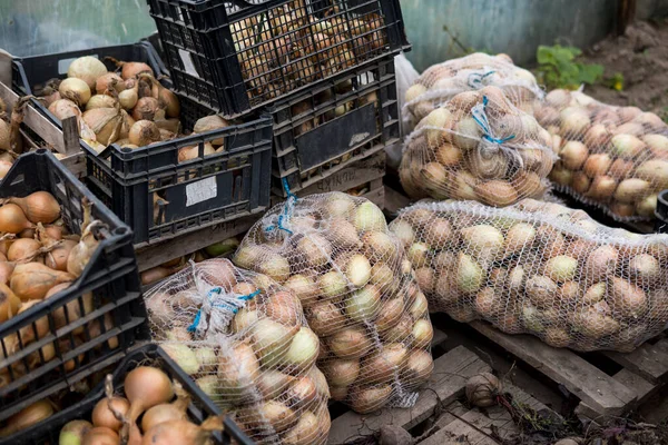 Veel Uien Grond Zwarte Plastic Dozen Zakken Klaar Voor Transport — Stockfoto