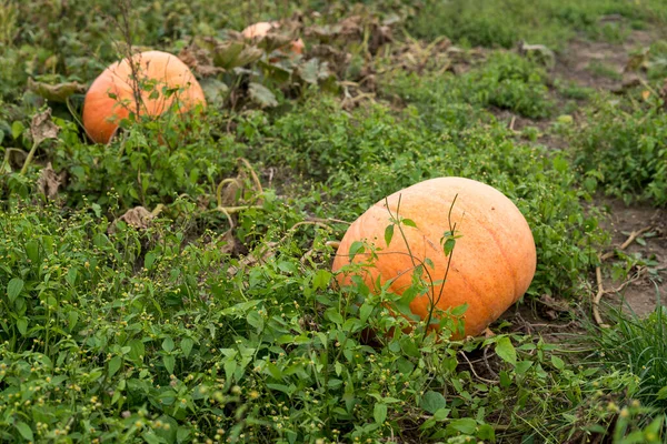 Dos Calabazas Que Crecen Campo Durante Temporada Otoño — Foto de Stock