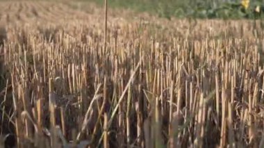 Hasattan sonra tarladaki kirli sakalların yatay görünümü