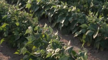 Yaz mevsiminde tarlada yetişen bir çalı fasulyesinin ayrıntıları