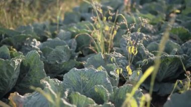 Tarlada büyüyen lahananın ayrıntıları