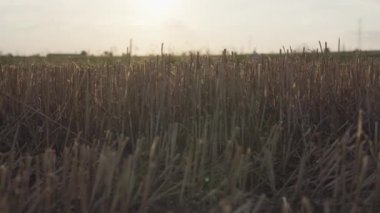 Yaz mevsiminde hasat zamanından sonra tarladaki bir sakalı kapatıyoruz.