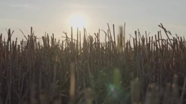 Hasat zamanından sonra tarlada sakallı bir arazi.
