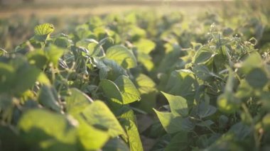 Yaz mevsiminde tarlada yetişen bir çalı fasulyesinin ayrıntıları