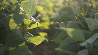 Yaz mevsiminde tarlada yetişen bir çalı fasulyesinin ayrıntıları