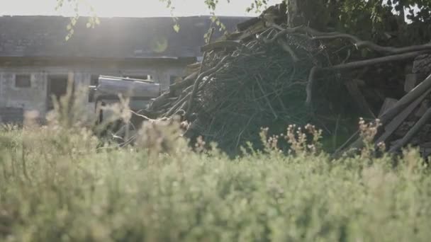 Close Kylling Græs Baghaven Løbet Aftenen – Stock-video