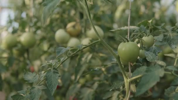 Zbliżenie Pomidorów Rosnących Wewnątrz Szklarni — Wideo stockowe