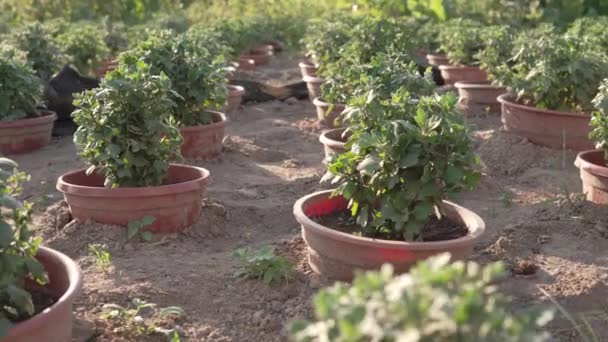 Small Chrysanthemums Growing Row Pot Field — Stock Video