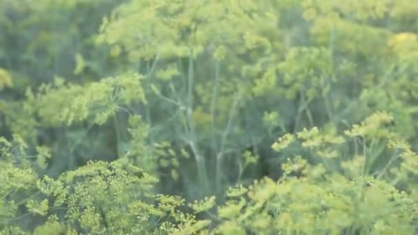 Деталь Жовтого Фенхелю Росте Полі Під Час Заходу Сонця — стокове відео