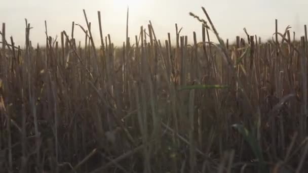 Horizontální Panorama Detailu Strniště Poli Sklizni — Stock video