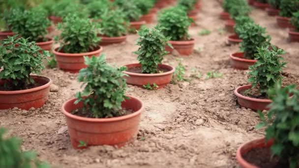 Kleine Chrysanten Groeien Een Rij Een Pot Het Veld — Stockvideo